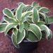 Hosta Funny Mouse-D-