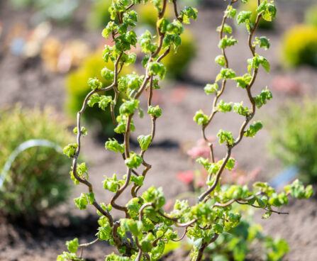 Corylus avellana `Medusa` har.sarapuu (1)