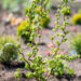 Corylus avellana `Medusa` har.sarapuu (1)