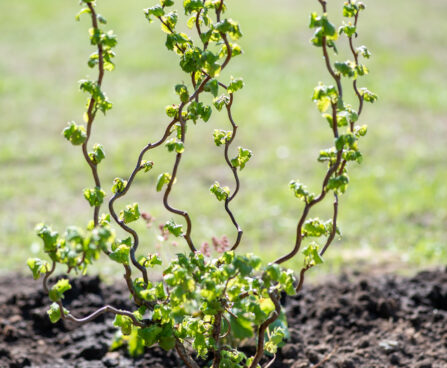 Corylus avellana `Medusa` har.sarapuu (2)