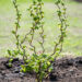 Corylus avellana `Medusa` har.sarapuu (2)