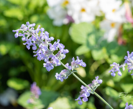 Nepeta faasseni naistenõges (1)