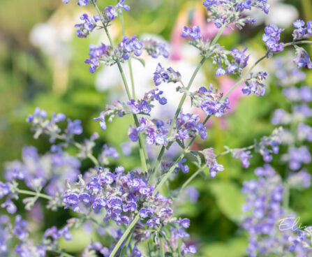 Nepeta faasseni naistenõges (2)