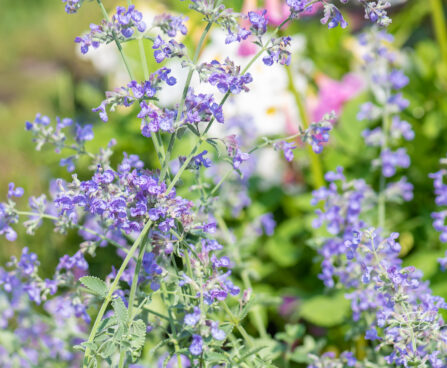 Nepeta faasseni naistenõges (3)