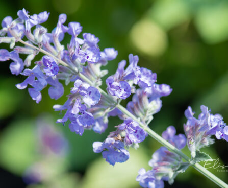 Nepeta faasseni naistenõges (4)