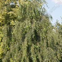 Betula pendula 'Gracilis' arukask 2_Szmit_Bronislaw Szmit