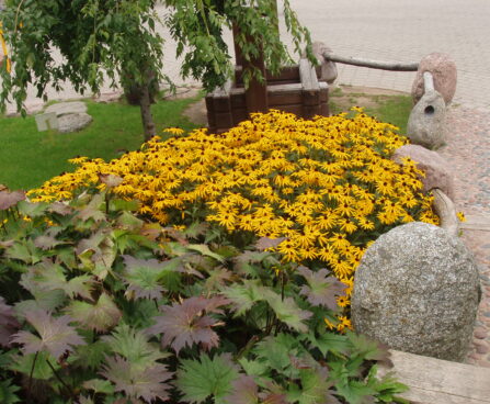 602_1871_Rudbeckia_fulgida_ja_Ligularia_p.JPG