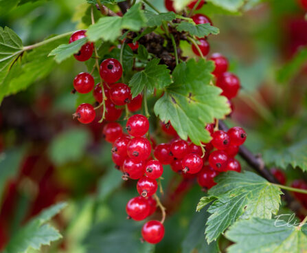 Ribes rubrum `Rote Spätlese` punane sõstar (2)