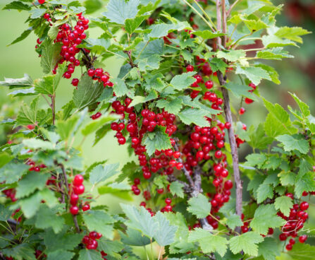 Ribes rubrum `Rote Spätlese` punane sõstar