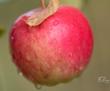 Malus `Tartu roosõun` õunapuu