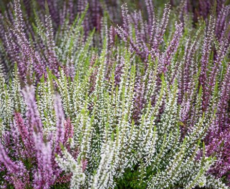 Calluna vulgaris `Twin` kanarbik