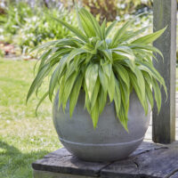 Hosta Hyuga Urajiro