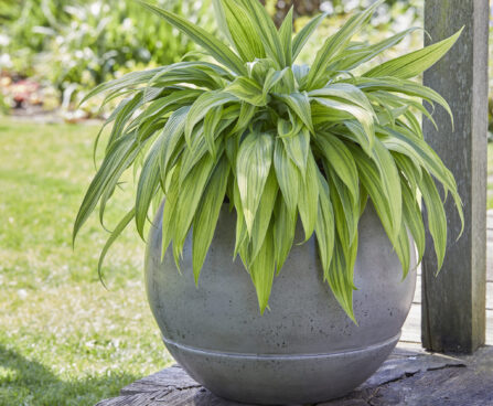 Hosta Hyuga Urajiro