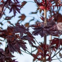 Acer platanoides `Crimson Sentry` harilik vaher (1)