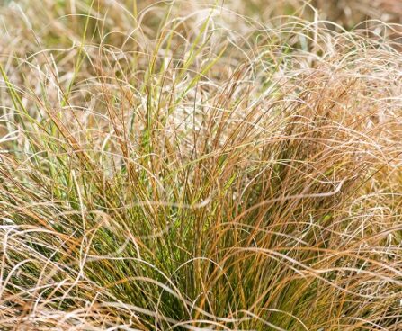 Carex tarn (1)