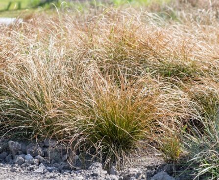 Carex tarn (2)