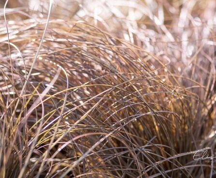 Carex tarn