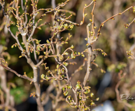 Corylus `Scooter` har. sarapuu