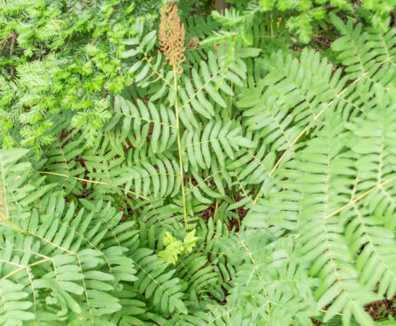 Osmunda regalis kuningosmunda (1)