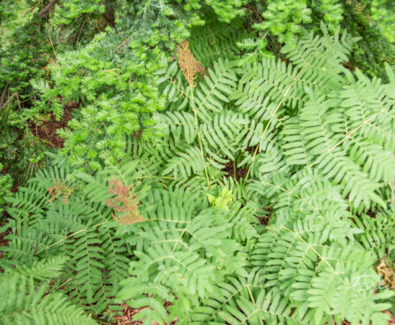 Osmunda regalis kuningosmunda (2)