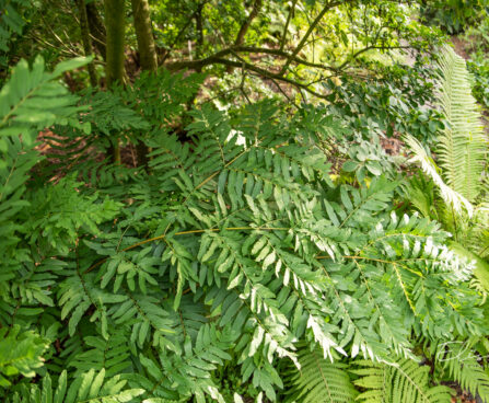 Osmunda regalis kuningosmunda (4)