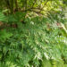 Osmunda regalis kuningosmunda (4)