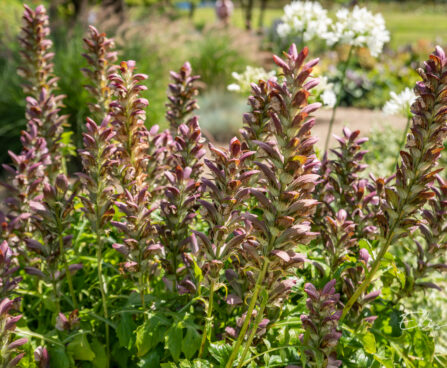 Acanthus karusõrg