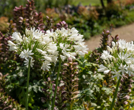 Agapanthus lembeliilia (5)