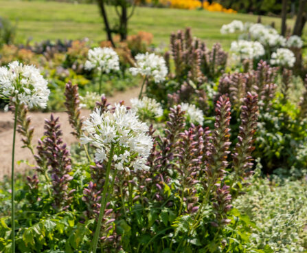 Acanthus, Agapanthus, karusõrg, lembeliilia (1)