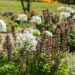 Acanthus, Agapanthus, karusõrg, lembeliilia (1)