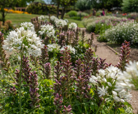 Acanthus, Agapanthus, karusõrg, lembeliilia (2)