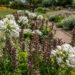 Acanthus, Agapanthus, karusõrg, lembeliilia (2)