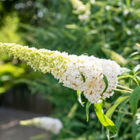 Buddleja davidii davidi budleia (5)