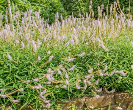 Veronicastrum virginicum virgiinia männasmailane `Fascination`