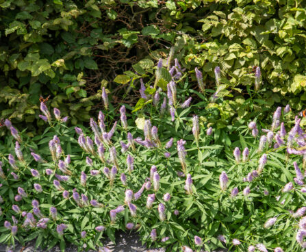 Veronicastrum virginicum virgiinia männasmailane `Fascination` (1)