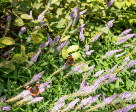 Veronicastrum virginicum virgiinia männasmailane `Fascination`(2)