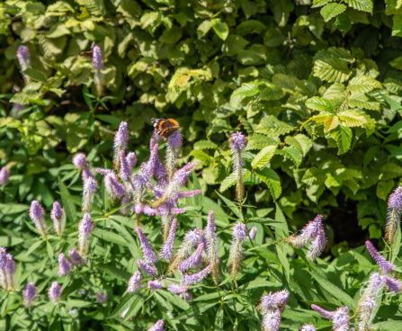 Veronicastrum virginicum virgiinia männasmailane `Fascination` (3)