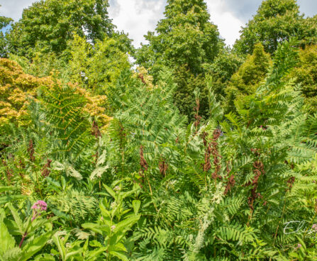 Osmunda regalis kuning-osmunda