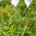 Osmunda regalis kuning-osmunda