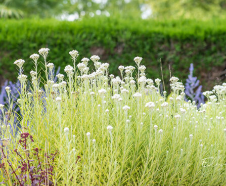 Anaphalis margaritacea pärl-hõbeleht