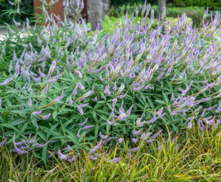 Veronicastrum virginica `Fascination` virgiinia männasmailane (2)