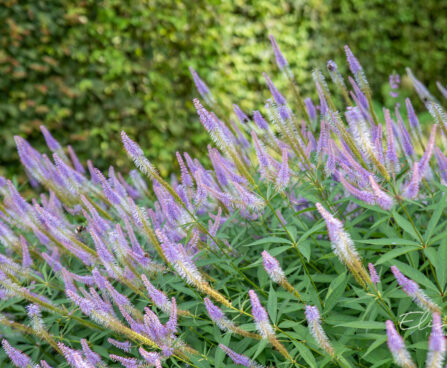 Veronicastrum virginica `Fascination` virgiinia männasmailane (1)