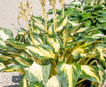 Hosta `Morning Star` (3)