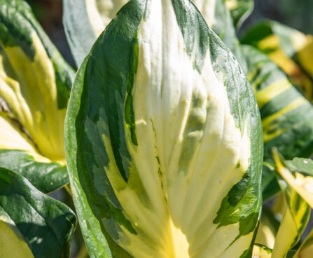 Hosta `Morning Star` (1)