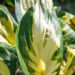 Hosta `Morning Star` (1)