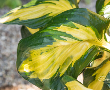 Hosta `Morning Star` (2)