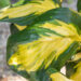 Hosta `Morning Star` (2)