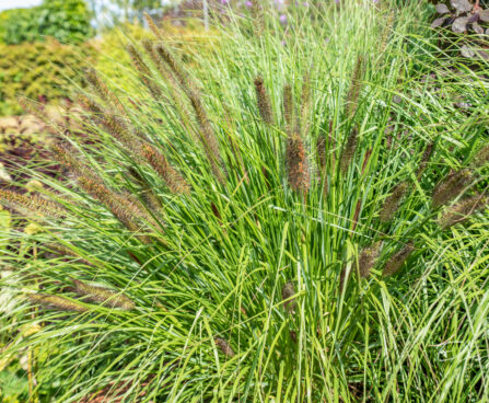 Pennisetum alopecuroides austraalia hiidhirss (2)