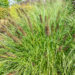 Pennisetum alopecuroides austraalia hiidhirss (2)