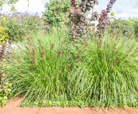 Pennisetum alopecuroides austraalia hiidhirss (1)